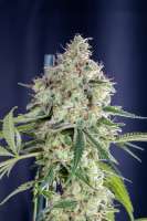 An image of Bubble Cookies