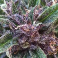 An image of Snowfruit Auto
