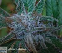 Alien Isolation archive 1