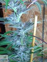 Alien Isolation archive 2