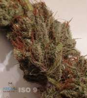 Alien Isolation archive 3