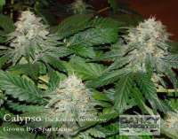 Calypso