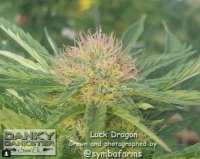 An image of Luck Dragon