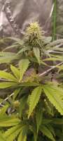 An image of Bruce Banner