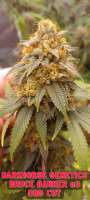 Bruce Banner: strain page photo, credit seedfinder.eu, copyright status shown with credit copyright unverified