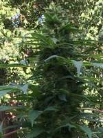An image of Bruce Banner