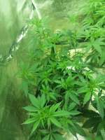 An image of Bruce Banner