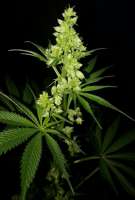 An image of Clown Shoes OG