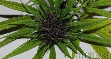 Purple Widow flowering cannabis, as labeled by the cited photo source
