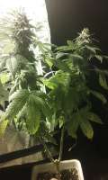 An image of Northern Lights #1