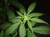 Queen Mother archive 4