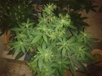 Queen Mother archive 3