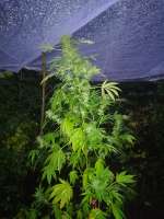 Black Russian: strain page photo, credit seedfinder.eu, copyright status shown with credit copyright unverified