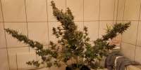 An image of Blue Ace Auto CBD