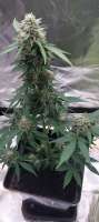An image of Cheese Candy Auto