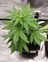 An image of Cheese Candy Auto