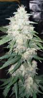 An image of Cheese Candy Auto