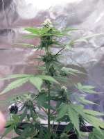 An image of Cheese Candy Auto