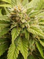Cotton Candy: strain page photo, credit seedfinder.eu, copyright status shown with credit copyright unverified