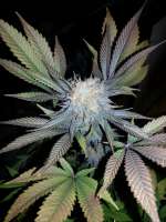 An image of Cotton Candy