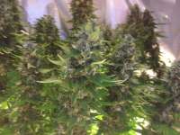An image of Critical Jack Herer