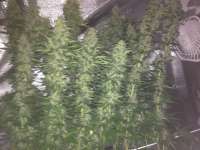 An image of Critical Jack Herer