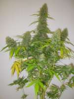An image of Critical Jack Herer