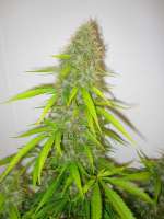 An image of Critical Jack Herer