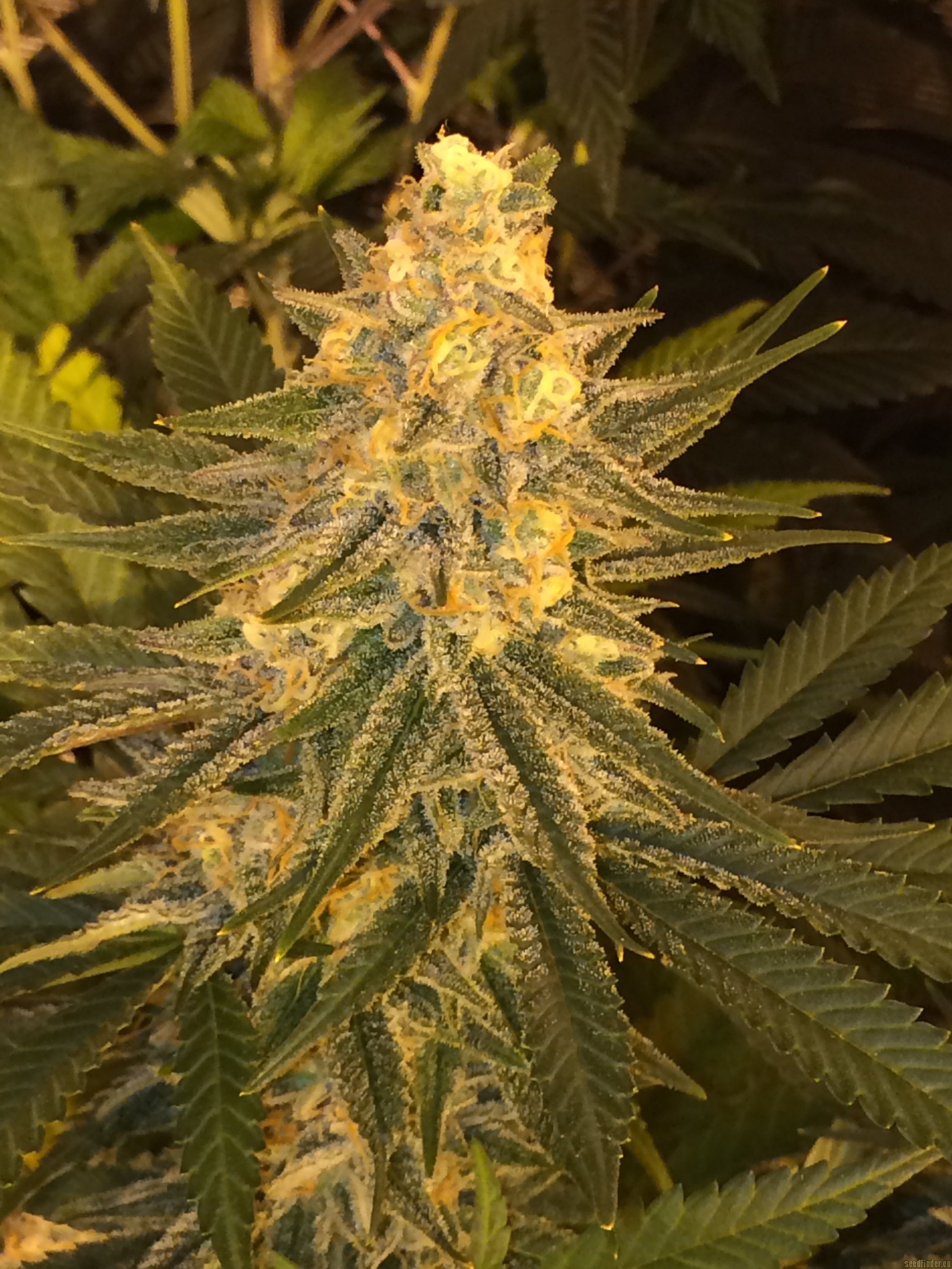 Critical Sensistar flowering cannabis, as labeled by the cited photo source