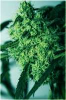 An image of Critical Super Silver Haze
