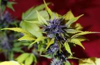 Dark Purple Auto archive 3