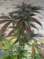 Delicious Candy archive 4