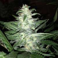 Delicious Candy archive 1