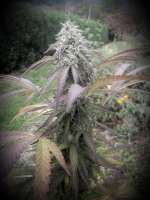 Eleven Roses archive 3