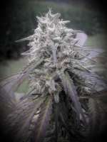 Eleven Roses archive 4