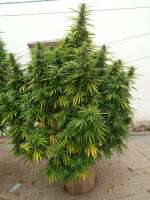 Eleven Roses Early Version archive 1