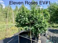 Eleven Roses Early Version archive 3