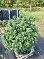 Eleven Roses Early Version archive 4