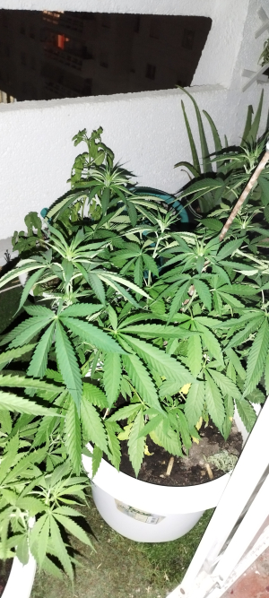 Northern Light Blue THC Free's picture by alexnavalarchitect