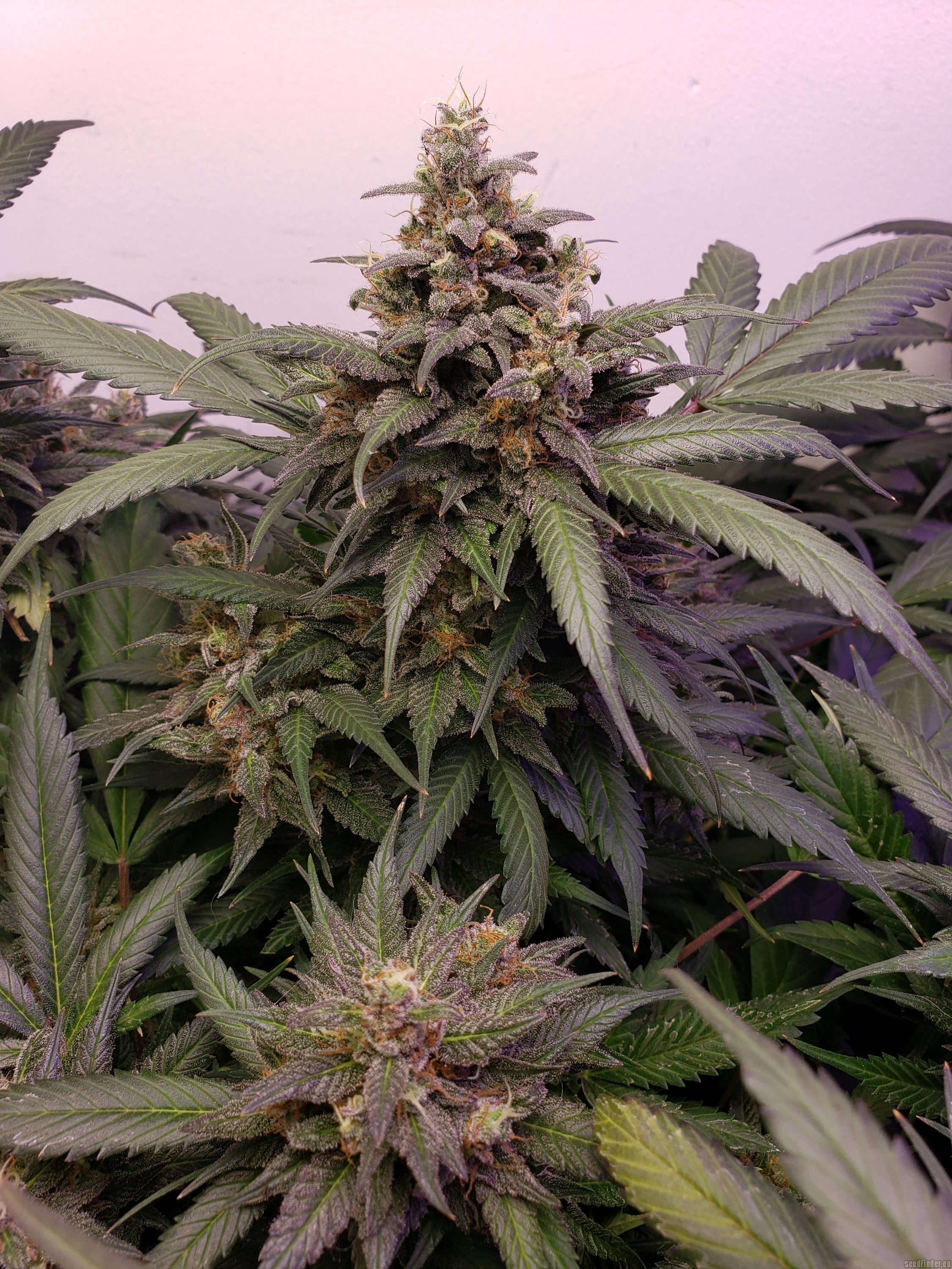 Northern Lights X Big Bud Early Harvest
