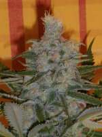 An image of Sugar Black Rose