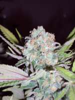 An image of Sugar Black Rose