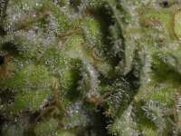 An image of Sugar Black Rose
