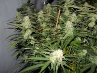 An image of Sugar Black Rose