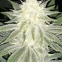 An image of Sugar Candy