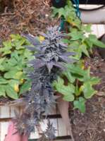 Peach Doggy OG archive 1