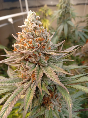 Peach Doggy OG archive 2