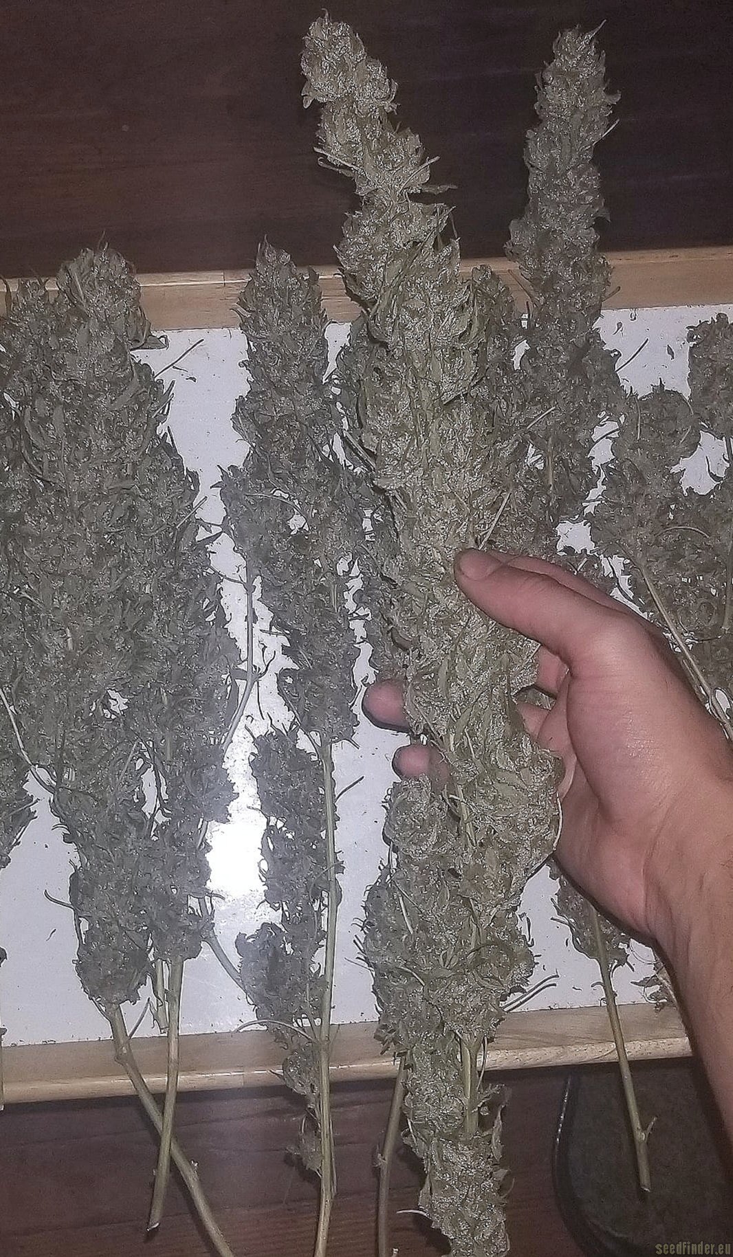 Albino Fire Skunk OG flower, as labeled by the cited photo source