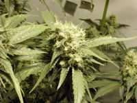 An image of Blue Hash