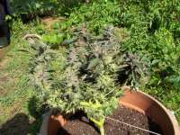 An image of Blue Kush